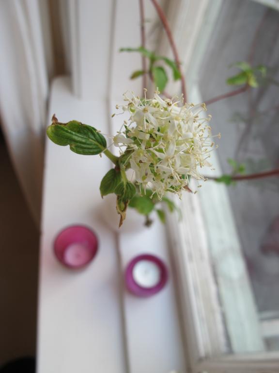 Noesundsgarden Hotell & Vandrarhem Kültér fotó